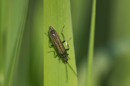 Graugrüner Schenkelkäfer         Oedemera virescens            ( Sachsen-Anhalt Mai 2025 )  