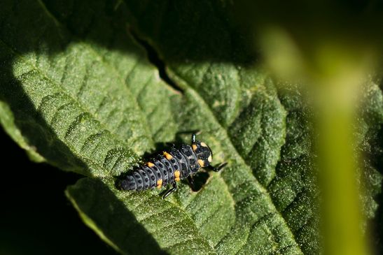  Siebenpunkt Marienkäfer     Coccinella septempunctata     Larve         ( Sachsen-Anhalt Mai 2025 )