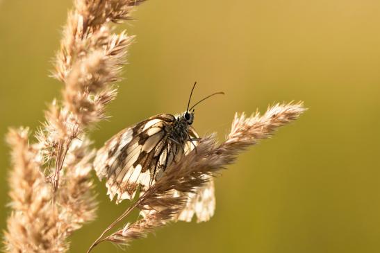 Schachbrett     Melanargia galathea     ( Sachsen-Anhalt August 2020 )