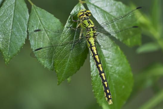 Grüne Flussjungfer     Ophiogomphus cecilia     ( Brandenburg Juli 2020 )