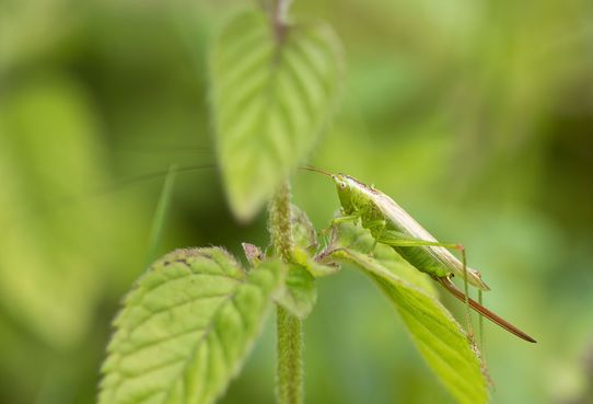 Langflügelige Schwertschrecke       Conocephalus fuscus       weiblich       ( Sachsen - Anhalt August 2023 )