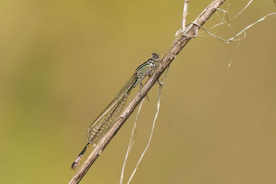 Große Pechlibelle       Ischnura elegans     Farbvariante   eventuell frisch geschlüpftes Weibchen            ( Sachsen-Anhalt August 2023 )