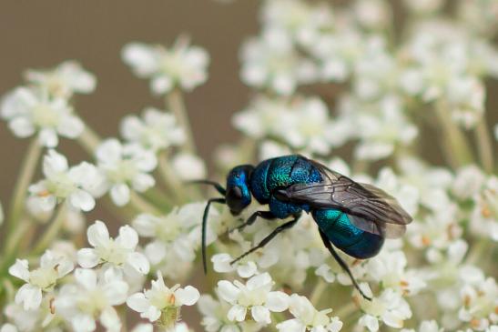 Blaue Goldwespe       Chrysis cyanea        ( Sachsen - Anhalt August 2023 )