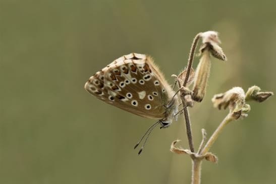 Silbergrüner Bläuling       Polyommatus coridon       weiblich      ( Sachsen-Anhalt Juli 2020 )
