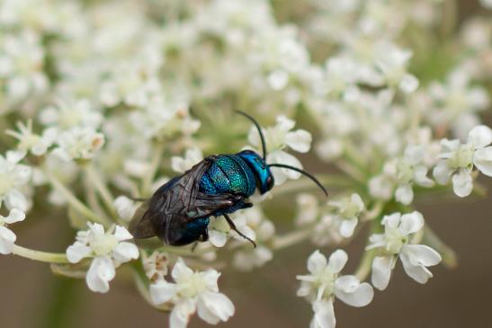 Blaue Goldwespe       Chrysis cyanea        ( Sachsen - Anhalt August 2023 )