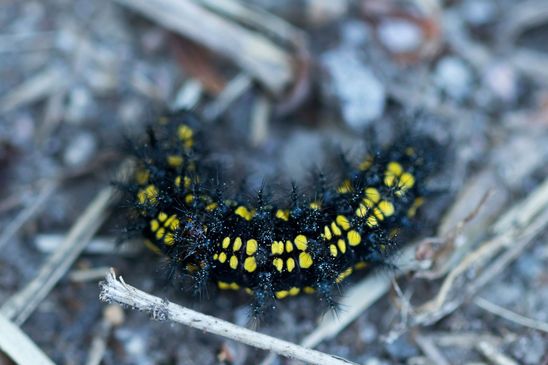 Raupe   Maivogel - Scheckenfalter        Euphydryas maturna           ( Sachsen - Anhalt  Mai  2025 )