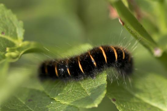 Brombeerspinner     Macrothylacia rubi     ( Sachsen-Anhalt Juli 2020 ) 