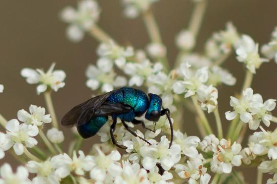 Blaue Goldwespe       Chrysis cyanea        ( Sachsen - Anhalt August 2023 )