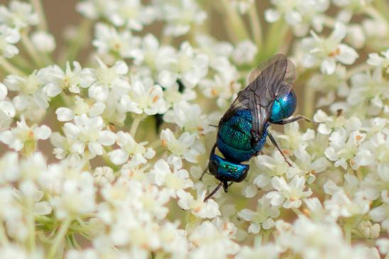 Blaue Goldwespe       Chrysis cyanea        ( Sachsen - Anhalt August 2023 )