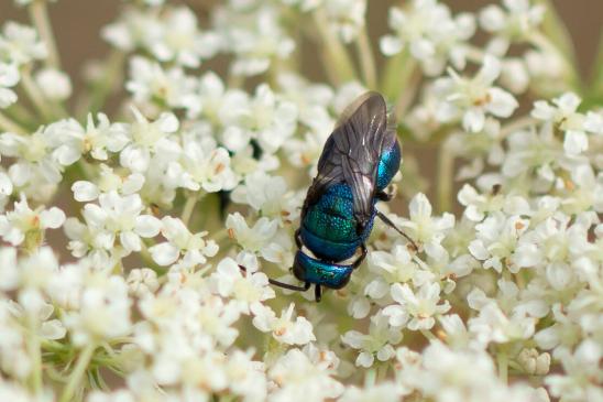 Blaue Goldwespe       Chrysis cyanea        ( Sachsen - Anhalt August 2023 )