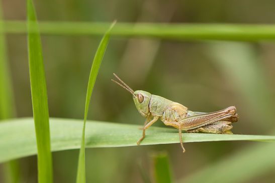 Nymphe noch unbestimmt     ( Baden - Württemberg Juni 2025 ) 