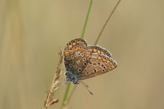 Bäulingsweibchen noch nicht sicher bestimmt          ( Sachsen - Anhalt August 2023 )