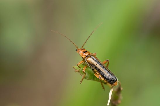 Weichkäfer         vermutlich   Metacantharis discoidea               ( Baden - Württemberg  Juni 2025 )  