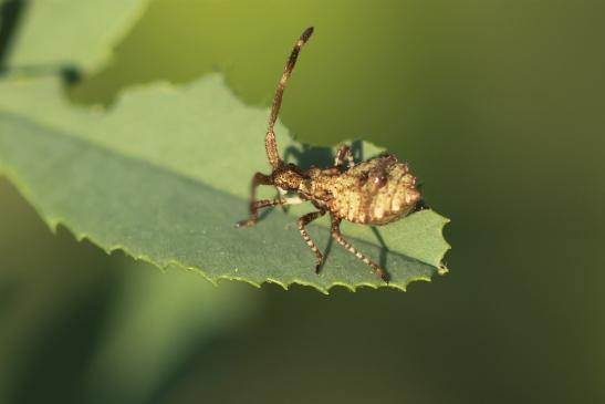  Saumwanze     Coreus marginatus     ( Larve )     ( Sachsen-Anhalt Juli 2020 )