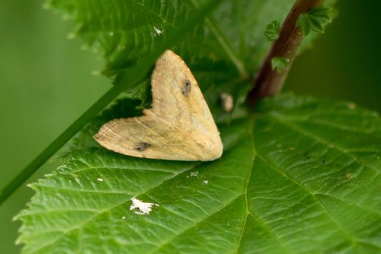 Seideneulchen         Rivula sericealis              ( Baden - Württemberg Juni  2025 )