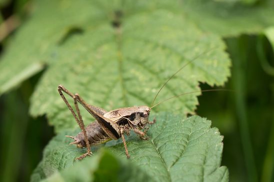 Gemeine Strauchschrecke      Pholidoptera griseoaptera      männlich        ( Sachsen - Anhalt August 2023 )