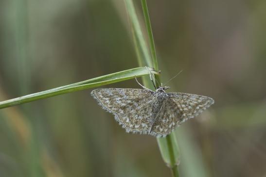 Marmorierter Kleinspanner       Scopula immorata        ( Sachsen-Anhalt Juli 2020 )       