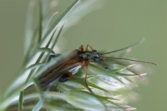 Gemeiner Scheinbockkäfer     Oedemera femorata     männlich     ( Sachsen-Anhalt Juli 2020 )