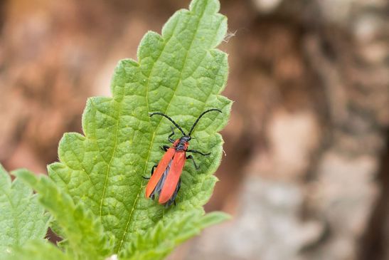 Rüssel - Rotdeckenkäfer         Lygistopterus sanguineus         ( Sachsen-Anhalt Juni 2026 )   
