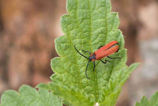 Rüssel - Rotdeckenkäfer         Lygistopterus sanguineus         ( Sachsen-Anhalt Juni 2026 )   