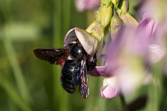 Blauschwarze       Holzbiene       Xylocopa violacea         ( Brandenburg  August 2021 )