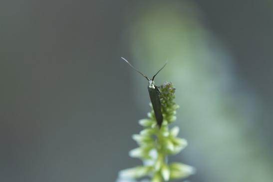 Vermutlich eine Urmotte  Micropterix  (calthella ?)     ( Sachsen-Anhalt Juli 2020 )