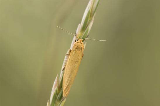 Flechtenbärchen     Eilema sororcula  oder  Eilema lutarella       ( Sachsen-Anhalt Juli 2020 )       