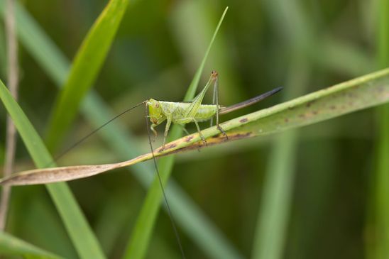 Langflügelige Schwertschrecke       Conocephalus fuscus      weiblich   6. Nymphenstadium       ( Sachsen - Anhalt August 2023 )