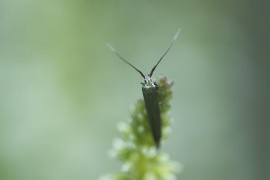 Vermutlich eine Urmotte     Micropterix  (calthella ?)     ( Sachsen-Anhalt Juli 2020 )