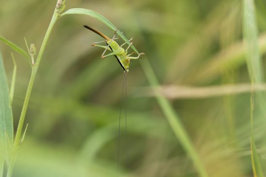 Langflügelige Schwertschrecke       Conocephalus fuscus      weiblich   6. Nymphenstadium        ( Sachsen - Anhalt August 2023 )
