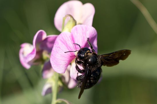 Blauschwarze       Holzbiene       Xylocopa violacea         ( Brandenburg  August 2021 )