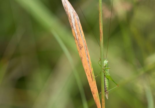 Langflügelige Schwertschrecke       Conocephalus fuscus      männlich          ( Sachsen - Anhalt August 2023 )