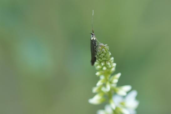 Vermutlich eine Urmotte      Micropterix  (calthella ?)      ( Sachsen-Anhalt Juli 2020 )