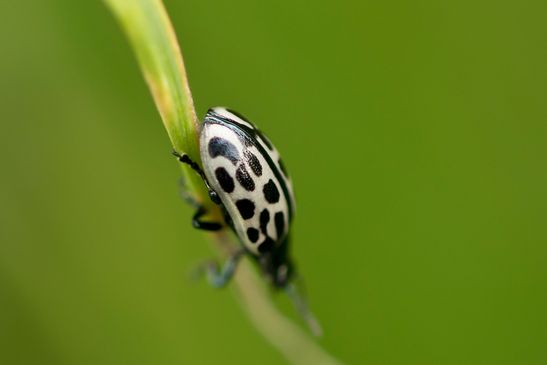 Gefleckter Weidenblattkäfer         Chrysomela vigintipunctata           ( Baden - Württemberg  Juni 2025 )