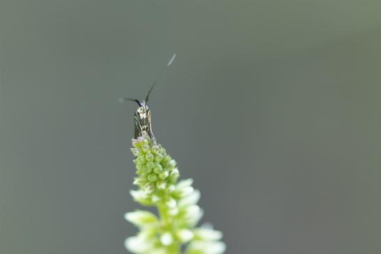 Vermutlich eine Urmotte      Micropterix  (calthella ?)      ( Sachsen-Anhalt Juli 2020 )