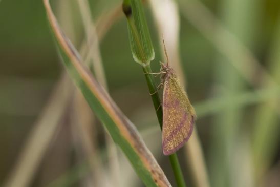 Knöterich - Purpurspanner       Lythria purpuraria        ( Sachsen-Anhalt Juli 2020 )