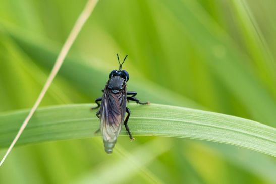 Schwarze Habichtsfliege         Dioctria atricapilla          ( Sachsen - Anhalt Juni 2026 ) 