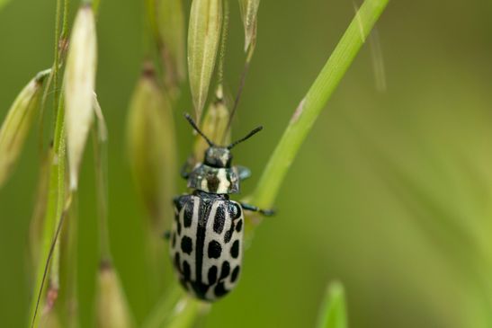 Gefleckter Weidenblattkäfer         Chrysomela vigintipunctata           ( Baden - Württemberg  Juni 2025 )