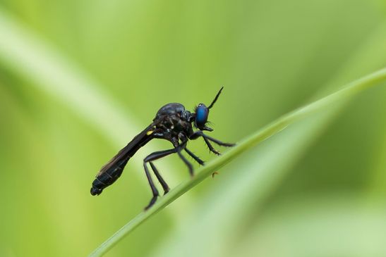 Schwarze Habichtsfliege         Dioctria atricapilla          ( Sachsen - Anhalt Juni 2026 ) 