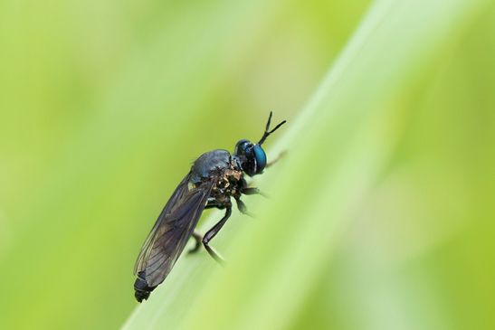 Schwarze Habichtsfliege         Dioctria atricapilla          ( Sachsen - Anhalt Juni 2026 ) 