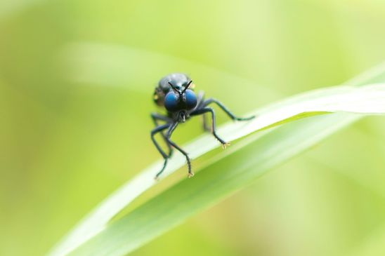 Schwarze Habichtsfliege         Dioctria atricapilla          ( Sachsen - Anhalt Juni 2026 ) 