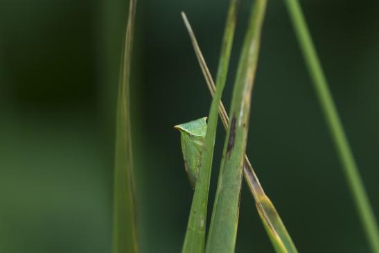 Büffelzikade   Stictocephala bisonia   ( Sachsen-Anhalt Juli 2020 )