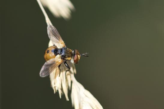 Raupenfliege       deutscher Name nicht bekannt        Gymnosoma rotundatum        ( Sachsen - Anhalt Juli 2020 ) 