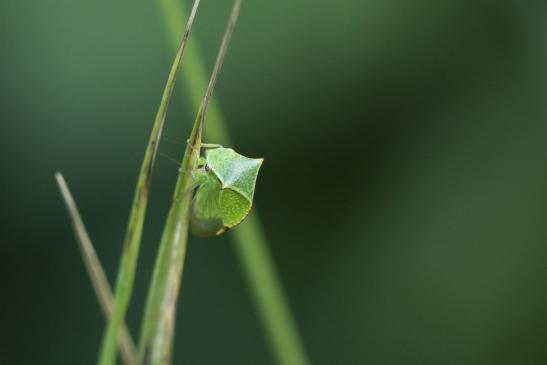 Büffelzikade   Stictocephala bisonia   ( Sachsen-Anhalt Juli 2020 )