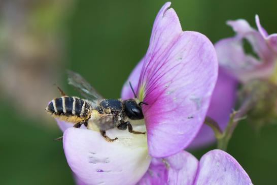 Platterbsen - Mörtelbiene        Megachile ericetorum   ( Brandenburg August 2021 )