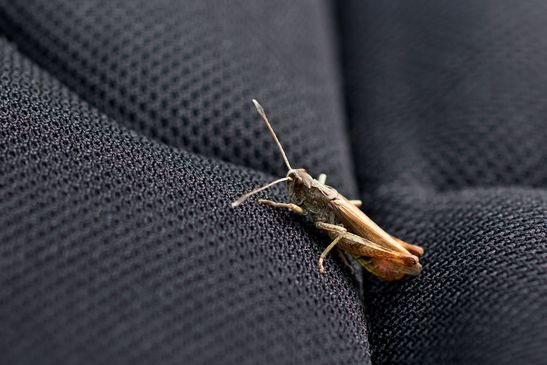 Rote Keulenschrecke        Gomphocerippus rufus         ( Sachsen-Anhalt August  2023 )       