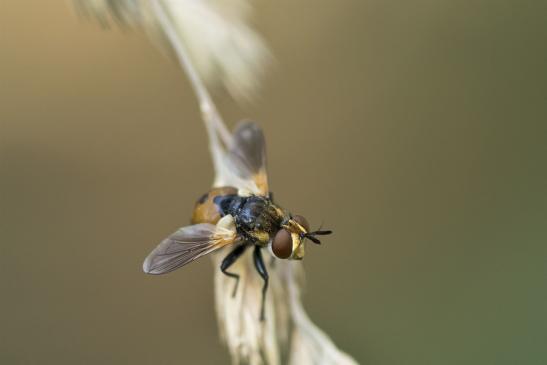 Raupenfliege       deutscher Name nicht bekannt        Gymnosoma rotundatum        ( Sachsen - Anhalt Juli 2020 ) 