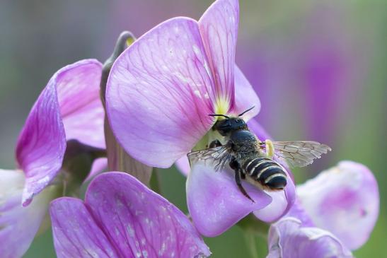 Platterbsen - Mörtelbiene        Megachile ericetorum   ( Brandenburg August 2021 )