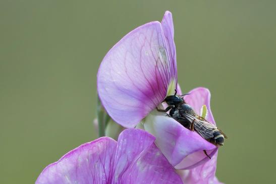 Platterbsen - Mörtelbiene        Megachile ericetorum   ( Brandenburg August 2021 )