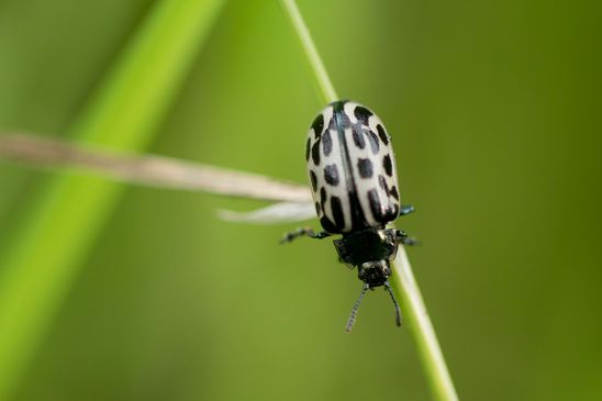Gefleckter Weidenblattkäfer         Chrysomela vigintipunctata           ( Baden - Württemberg  Juni 2025 )